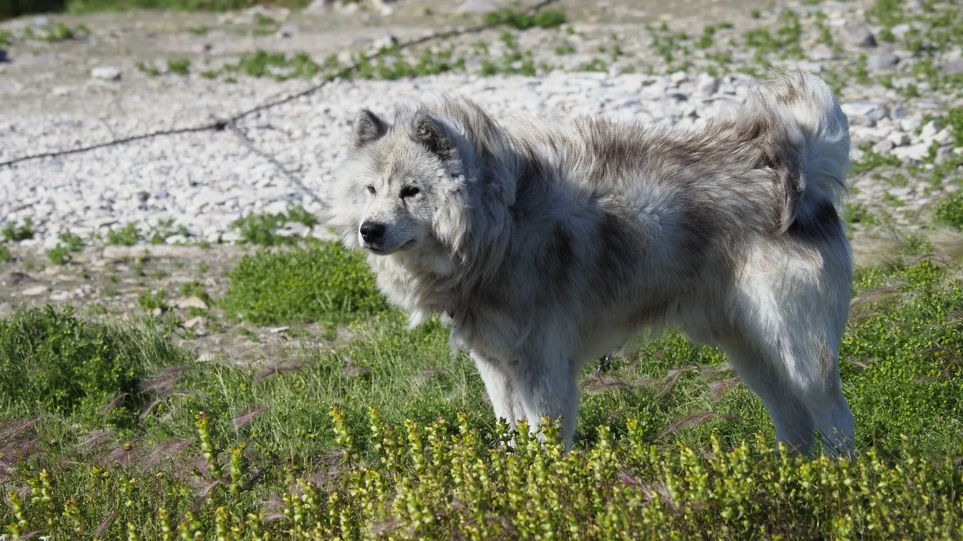 Canadian Eskimo Dog